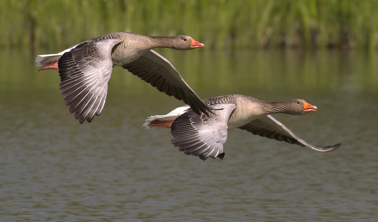 Die Vogelgrippe in Bayern