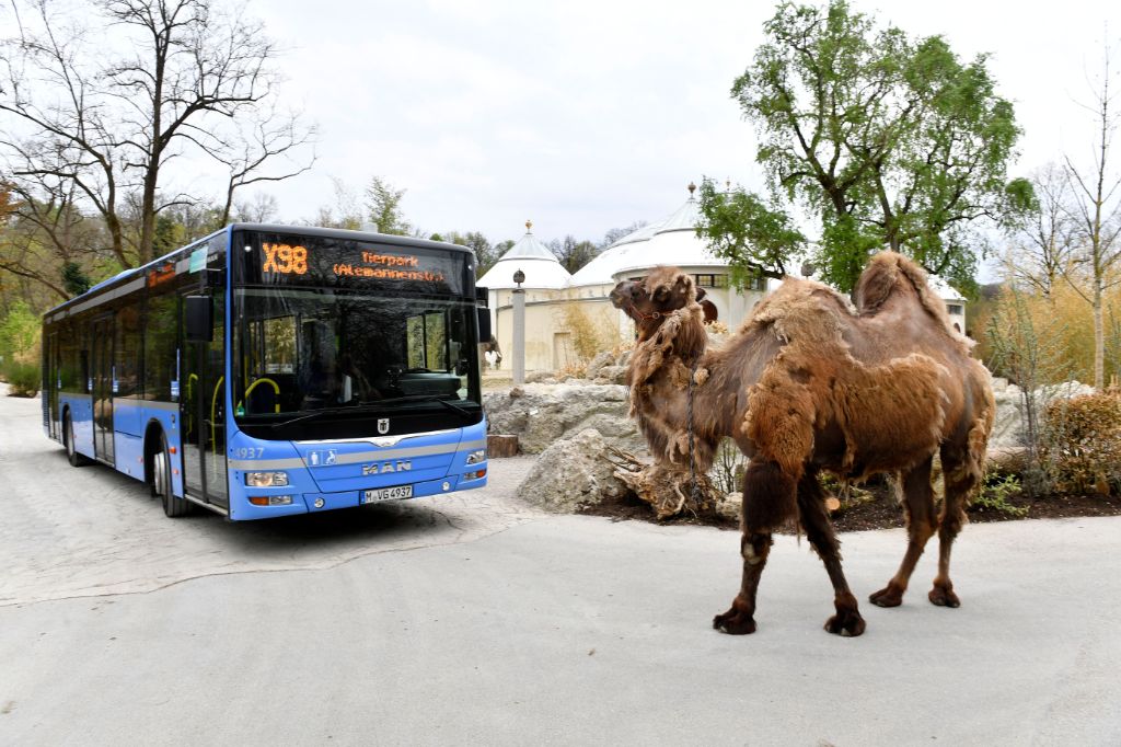 Neue Linie direkt zum Tierpark Hellabrunn