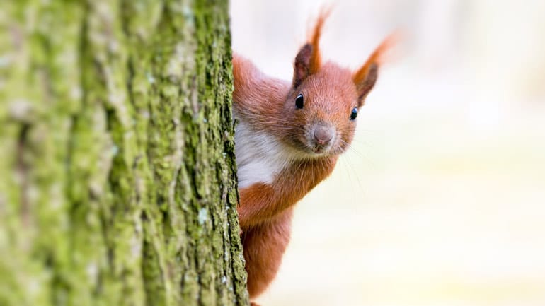 Ausflugs-Tipp: Ein Besuch im Eichhörnchen-Wald in Fischen