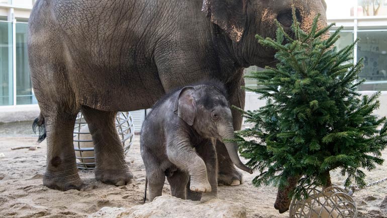 Süße Fotos: Die Tiere in Hellabrunn freuen sich über Tannenbäume und Geschenke