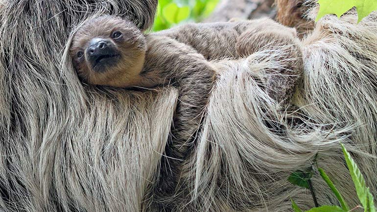 Faultier-Nachwuchs im Tierpark Hellabrunn