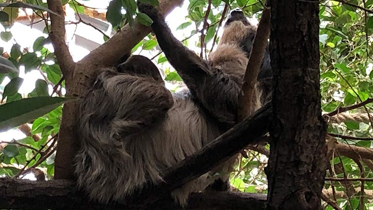 Faultier-Nachwuchs im Tierpark Hellabrunn