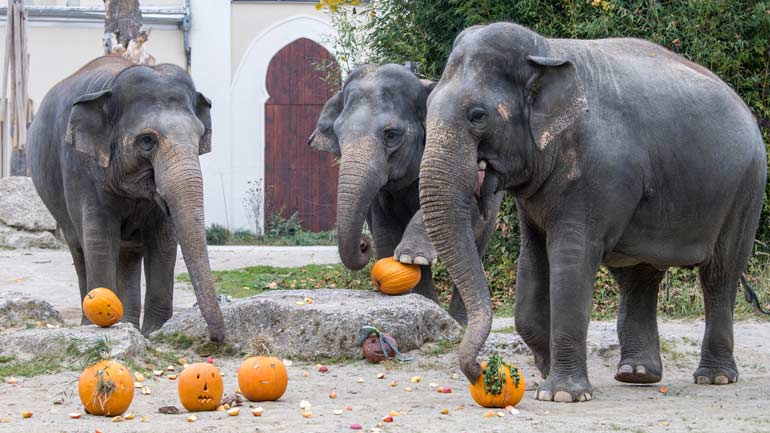 Halloween für die Tiere in Hellabrunn