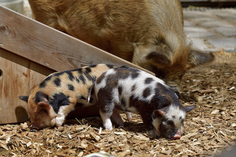 Süße Bilder: Tierischer Nachwuchs in Hellbrunn