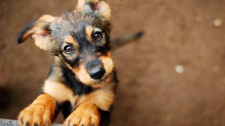 Illegaler Tierhandel nimmt durch Corona zu: Tierheim München überfüllt