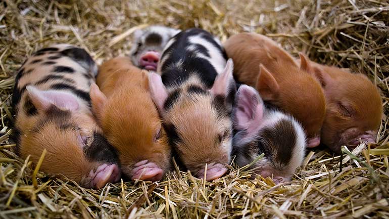 Nachwuchs bei den Kunekune Schweinen in Hellabrunn