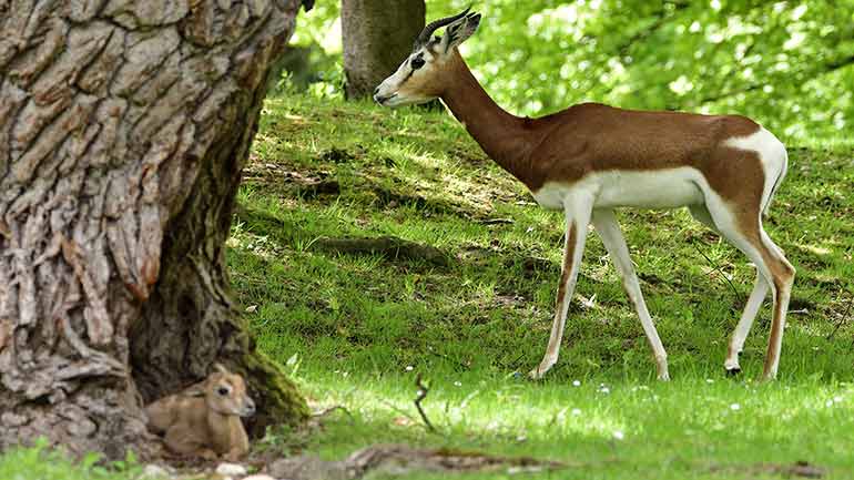 Nachwuchs bei den Mhorrgazellen im Tierpark Hellabrunn