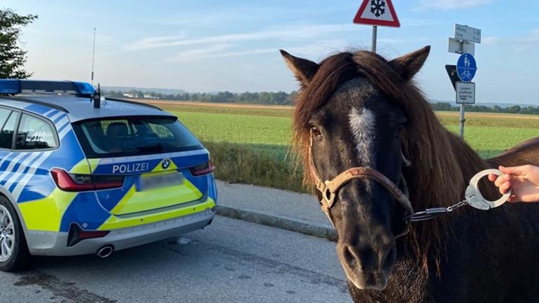 Pony wird in Handschellen abgeführt