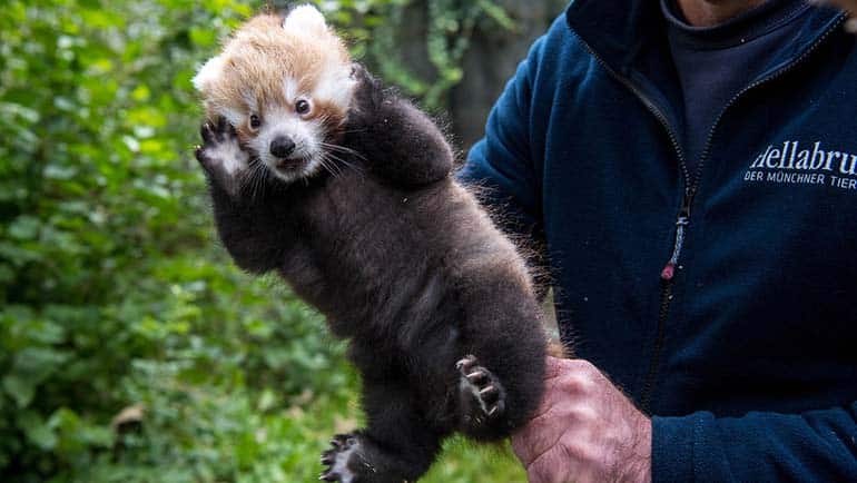 Nachwuchs bei den Roten Pandas