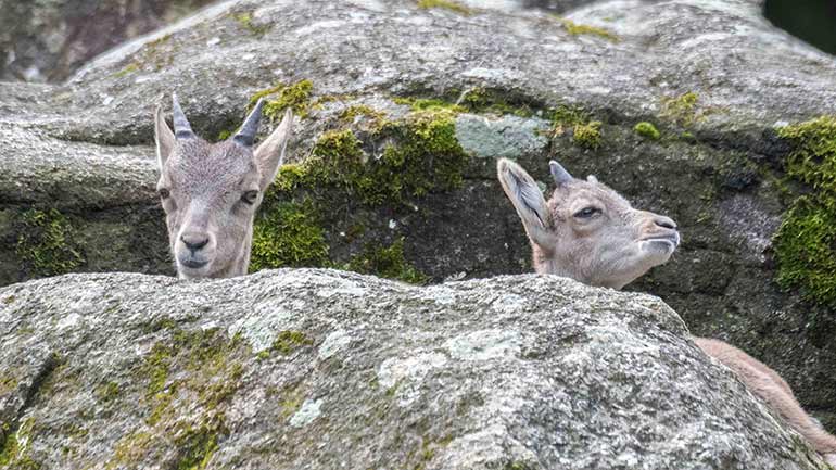 Steinbock-Nachwuchs im Tierpark Hellabrunn