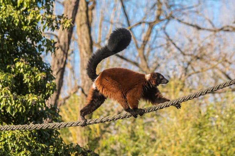 Tierpark Hellabrunn ab 1. Mai wieder geöffnet