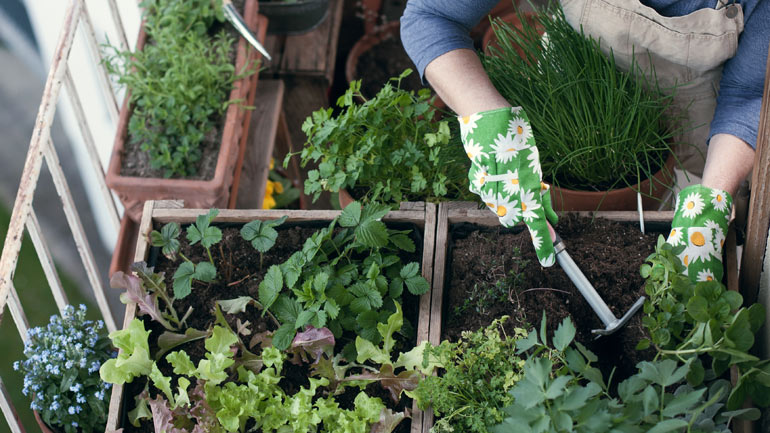 Urban Gardening auf dem Balkon