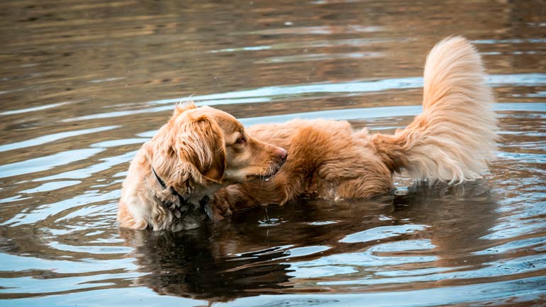 Badeseen für Hunde in und um München