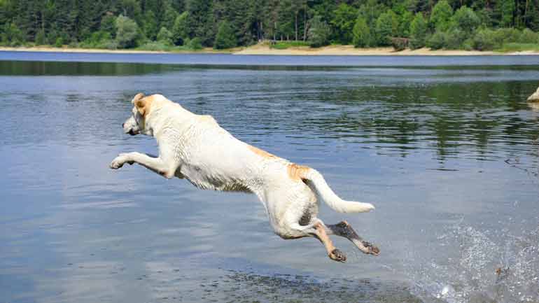 Badeseen für Hunde rund um München