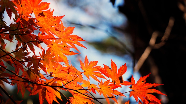 Das Schöne am Herbst