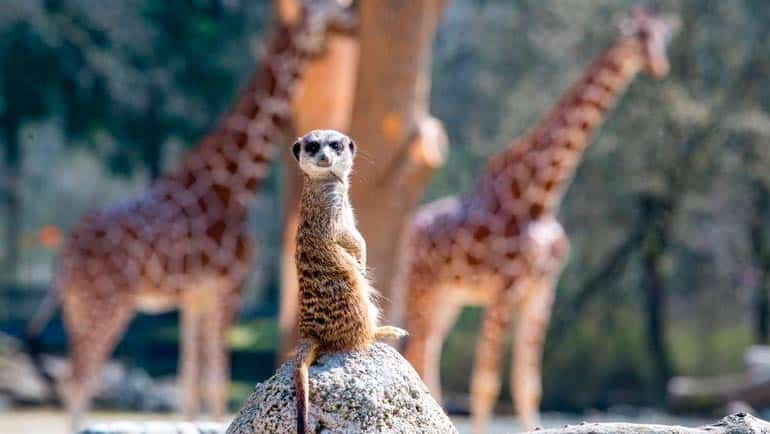 Tierpark Hellabrunn ab dem 8. März wieder geöffnet