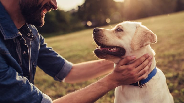 Einen Hund holen? Ja oder Nein?