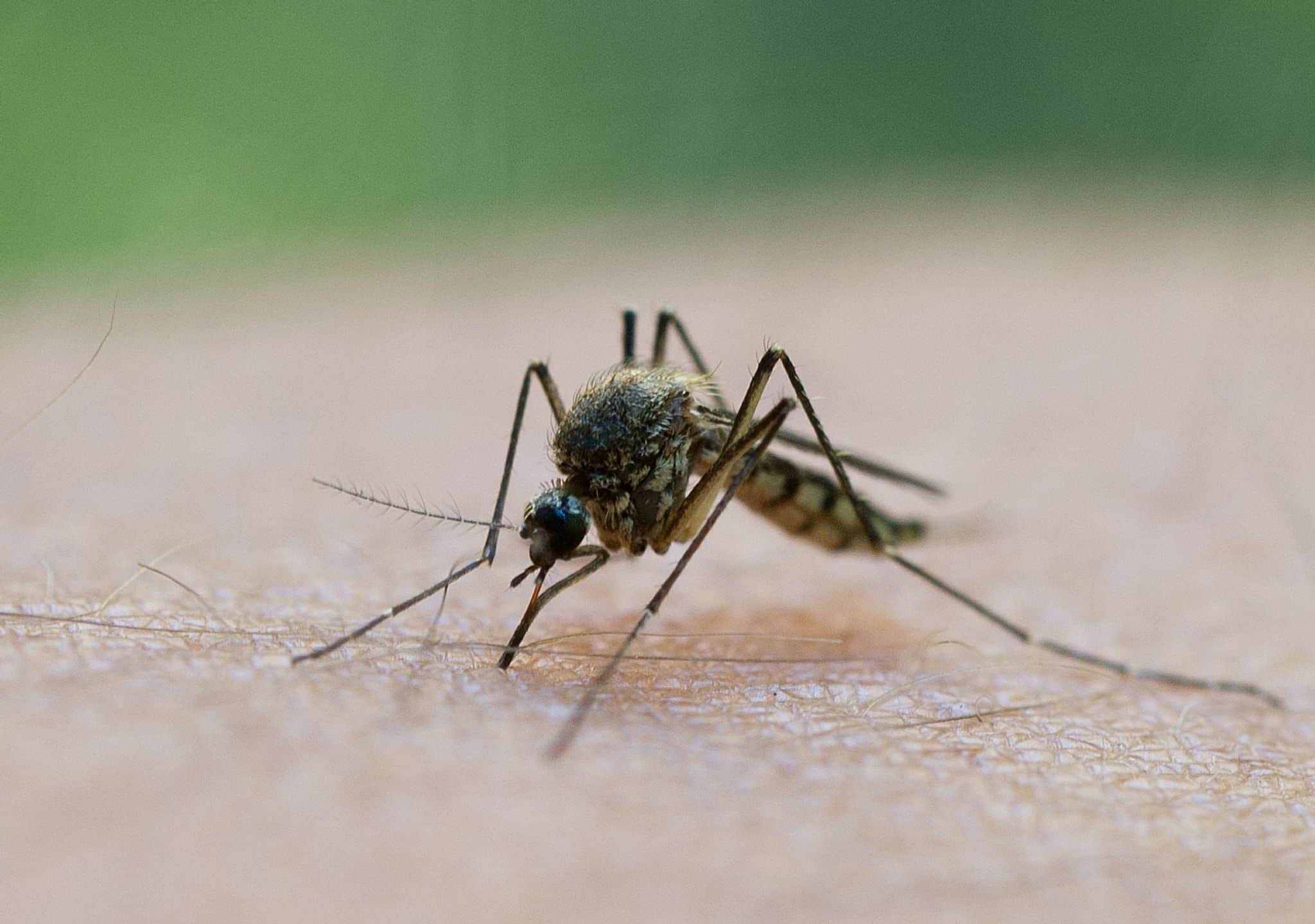 Stechmücken derzeit sehr aktiv – droht Plage im Sommer?