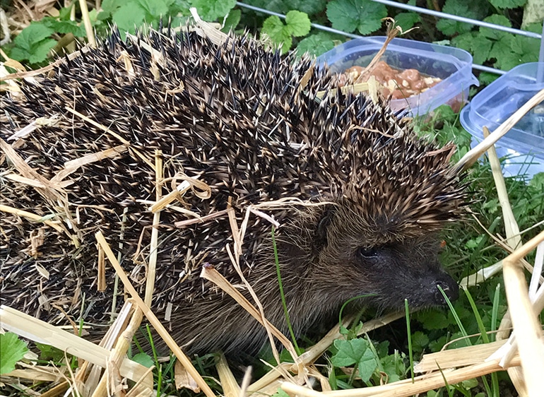 Abstimmung: Wie soll der Pflege-Igel von Lemonia heißen?