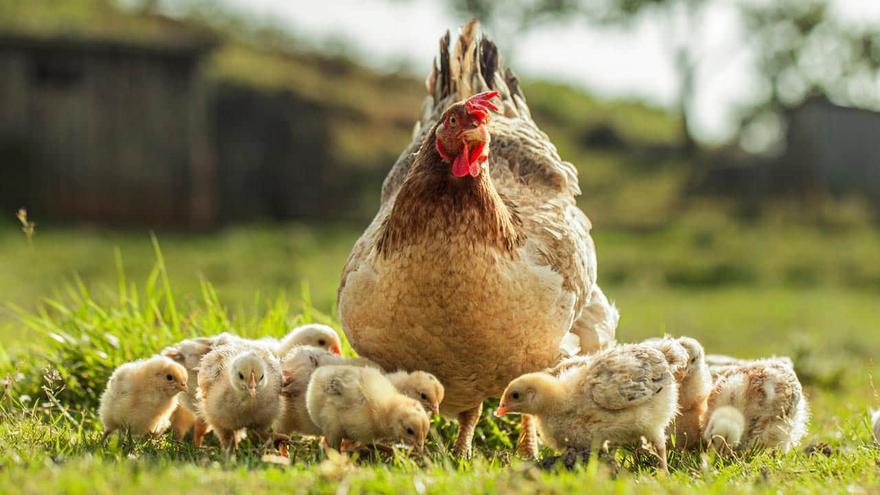 Hühner zu Hause? Welche Tiere du in der Stadt halten darfst