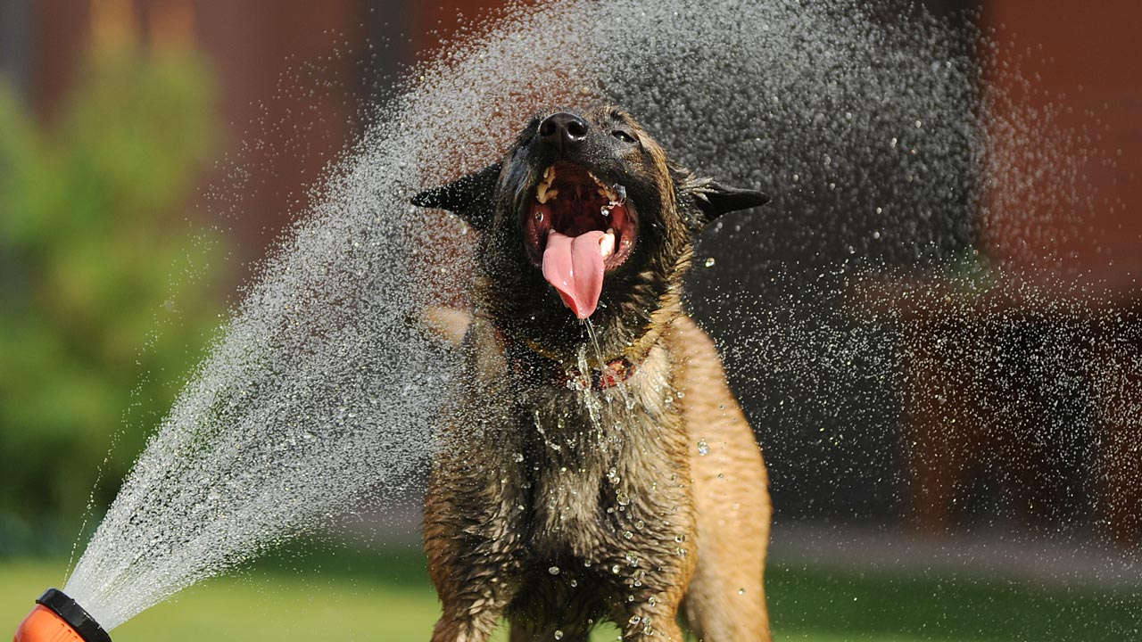 Hitze bei Hunden: So solltest du dich am besten verhalten