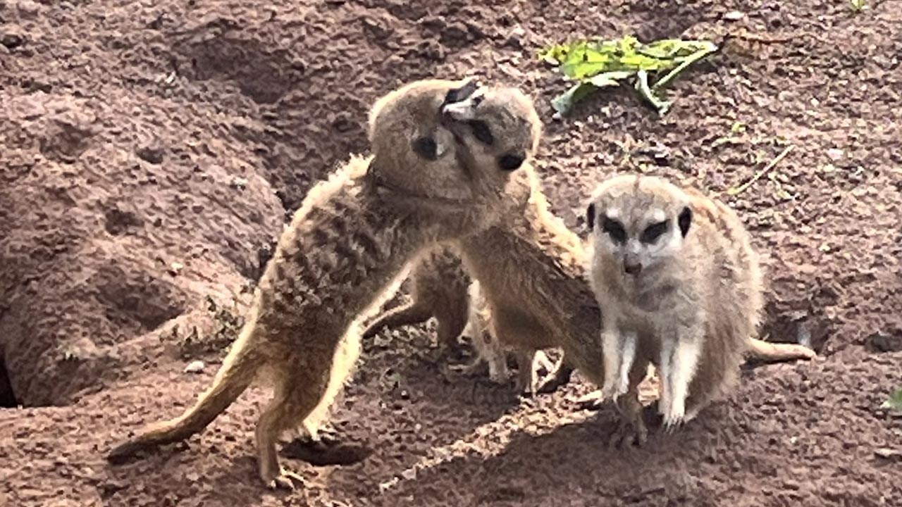 Nach 32 Jahren endlich Nachwuchs: Erdmännchen Xola und Xamari sind da!