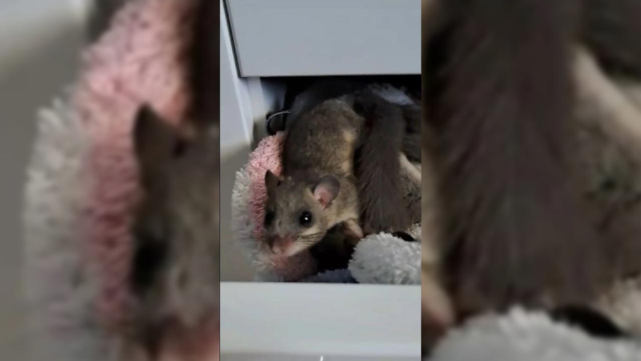 Erneut Siebenschläfer in Badezimmerschrank gefunden